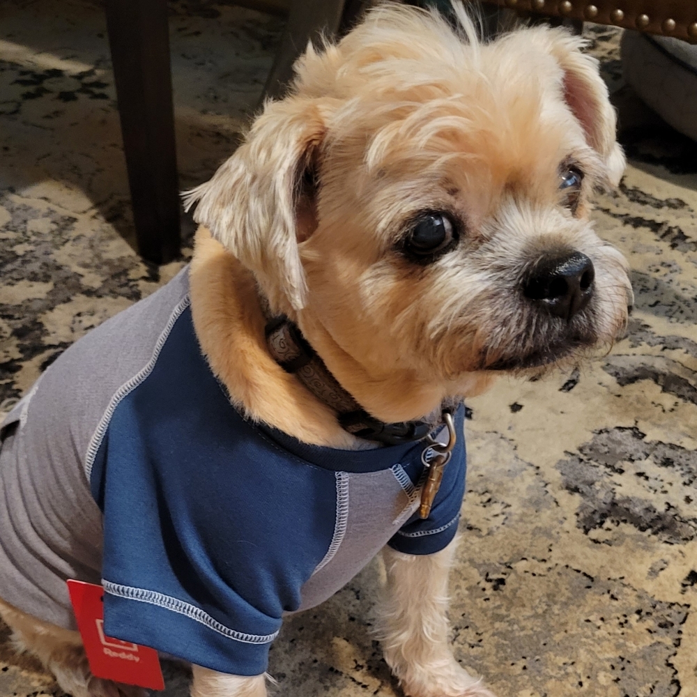 Reddy Pet Dog T-Shirt L